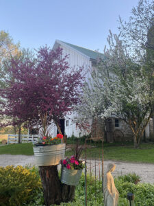 Barn side – Mary