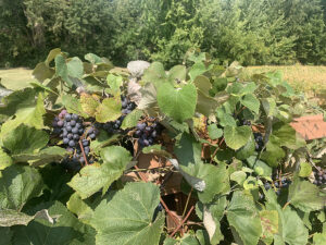 grapes-g